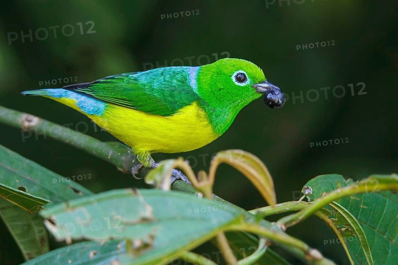 Blue-naped Chlorophonia (Chlorophonia cyanea) perched on a branch in Manu National Park, Peru
