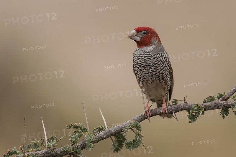 Red-headed Finch (Amadina erythrocephala) male, Northern Cape, South Africa
