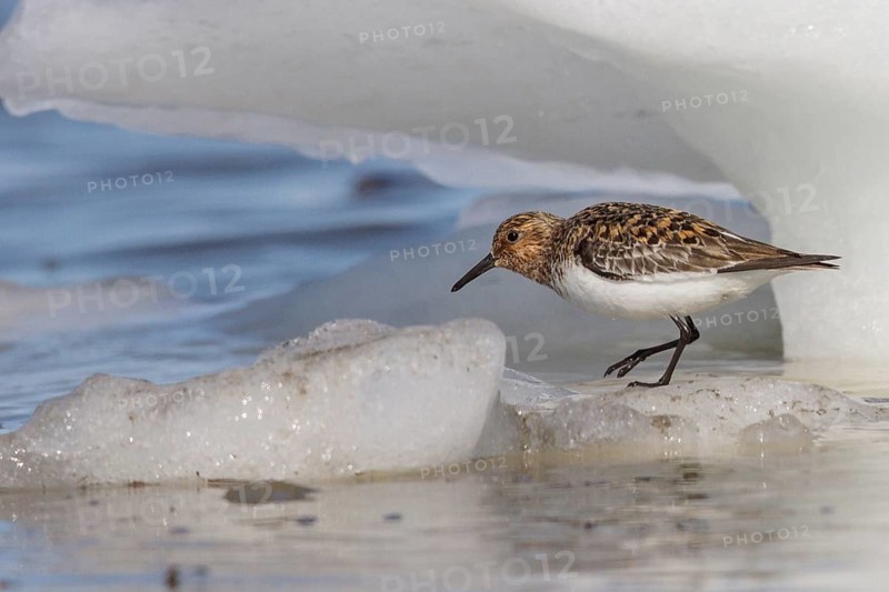 Sanderling (Calidris alba) on the Hudson's Bay near Churchill, Manitoba, Canada