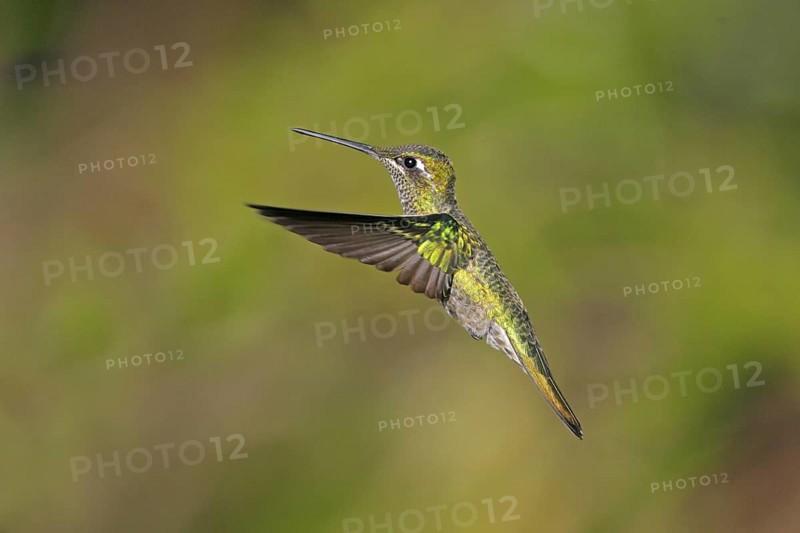 Rivoli's Hummingbird Eugenes fulgens Chiricahua Mountains, Cochise County, ARIZONA, United States 25 August Immature Male Trochilidae
