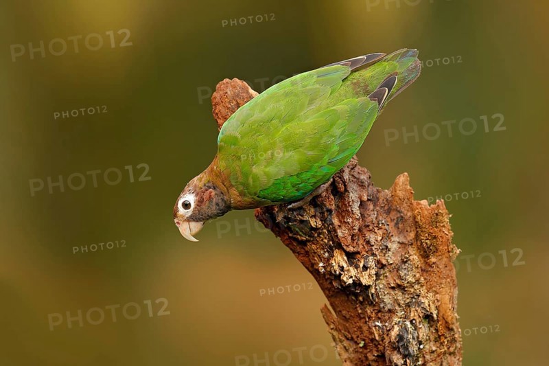 Brown-hooded Parrot (Pyrilia haematotis), Costa Rica