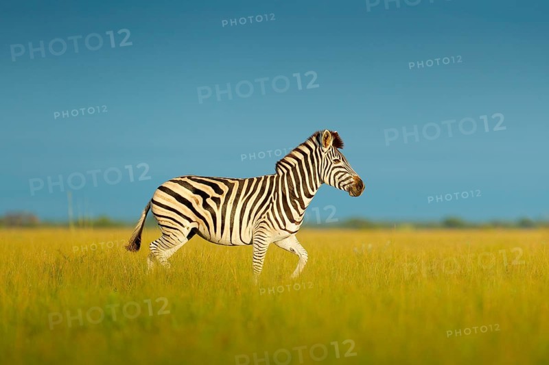 Zebra with blue sky. Burchell's zebra, Equus quagga burchellii, Nxai Pan National Park, Botswana, Africa. Wild animal on the meadow, zebra in habitat, evening sun. Wildlife nature, Africa safari