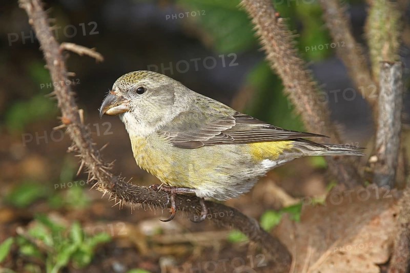 Parrot Crossbill (Loxia pytyopsittacus) female, Schleswig-Holstein, Germany