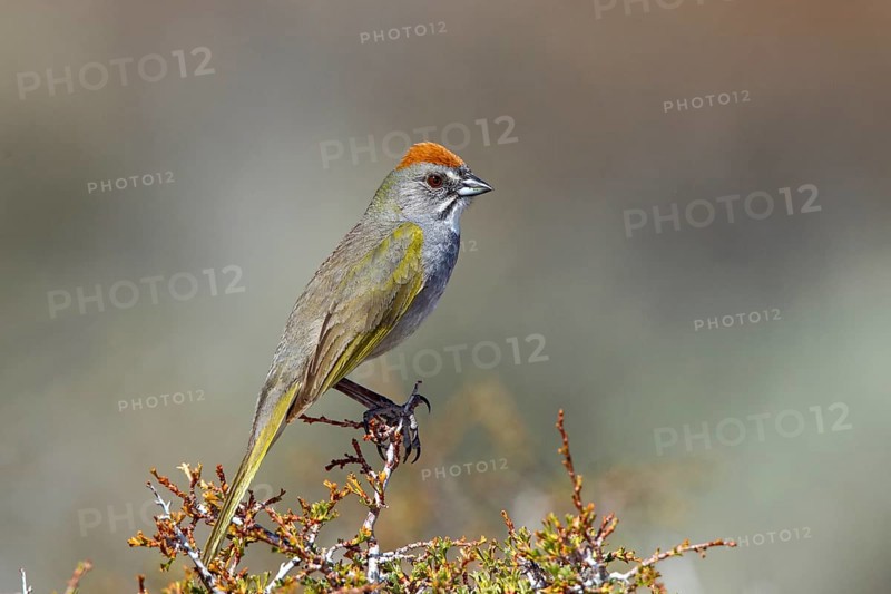 Green-tailed Towhee Pipilo chlorurus Bodie, California, United States 13 May Adult Emberizidae