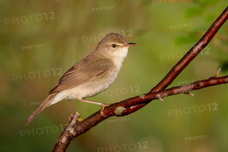 Blyths Reed Warbler - Buschrohrsänger - Acrocephalus dumetorum, Kazakhstan