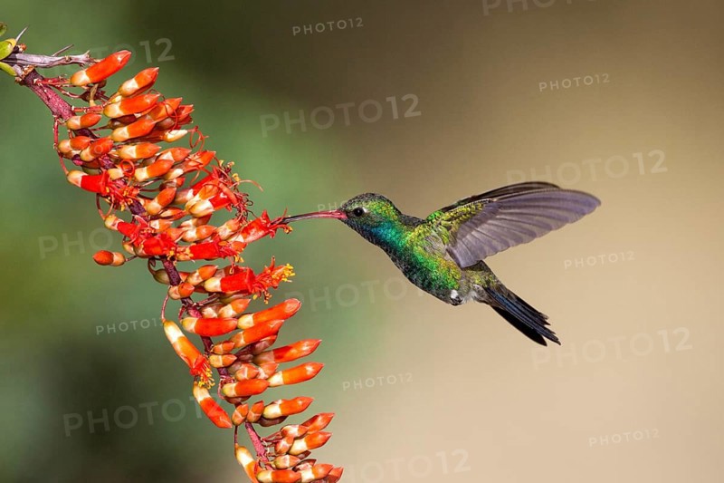 Broad-billed Hummingbird Cynanthus latirostris Madera Canyon, Santa Rita Mountains, Arizona, United States 18 May Adult Male Trochilidae