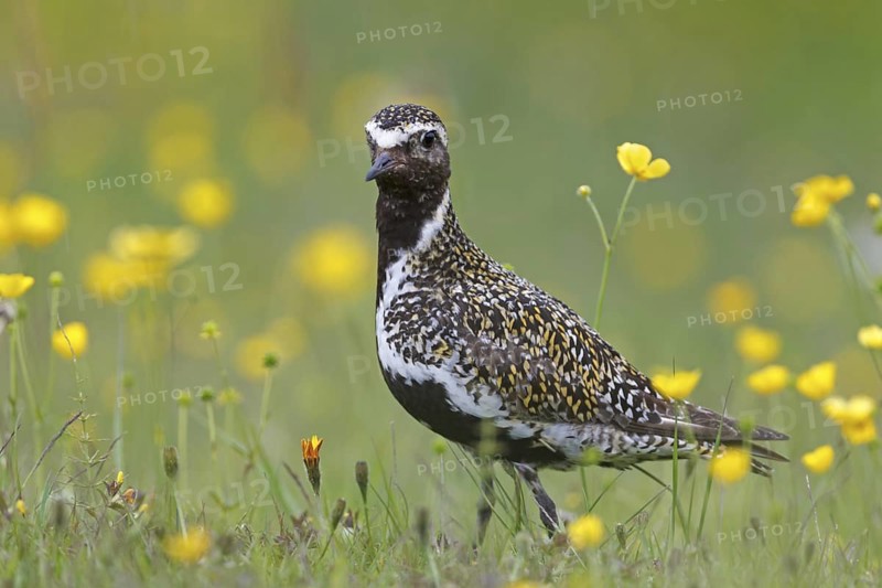 European Golden Plover (Pluvialis apricaria), Iceland