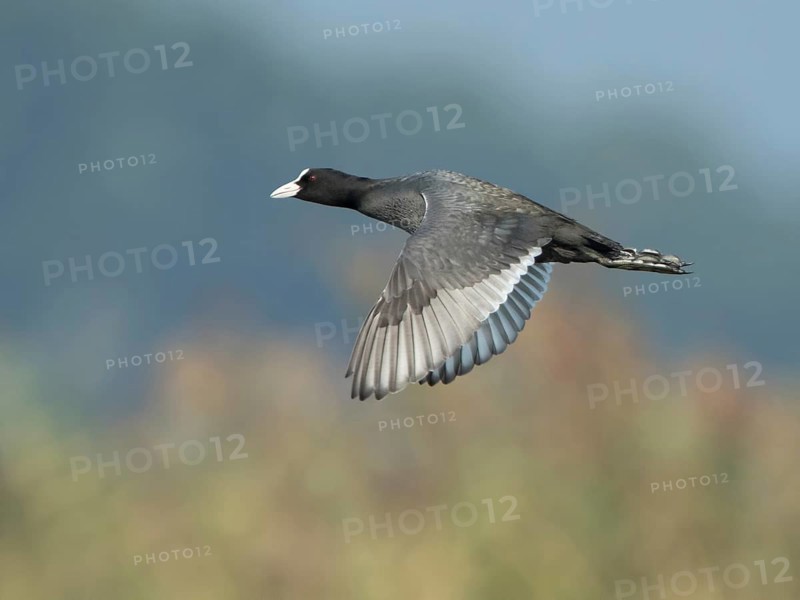 Eurasian Coot (Fulica atra) flying, West Bengal, India