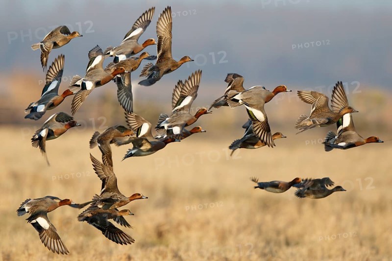 Eurasian Wigeon (Mareca penelope) group flying, Netherlands