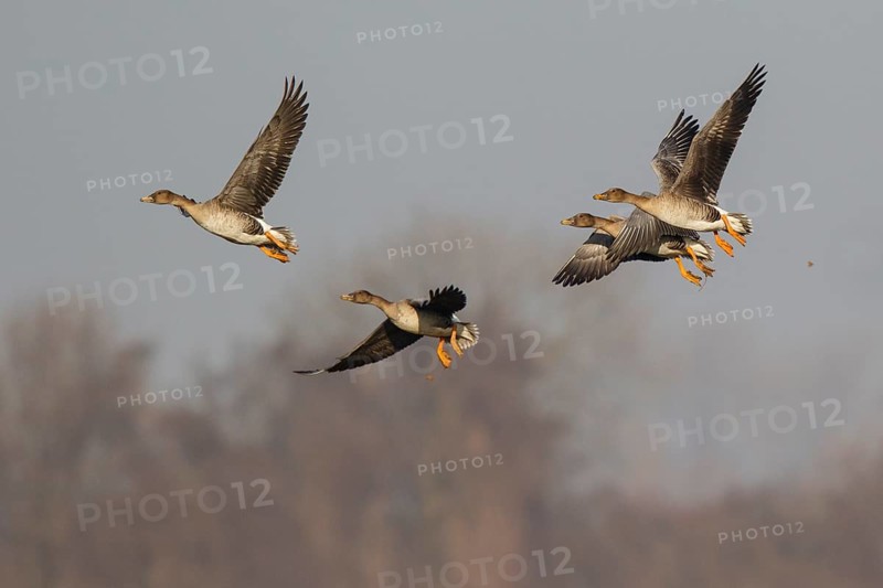 Taiga Bean Goose (Anser fabalis) group flying, North Rhine-Westphalia, Germany