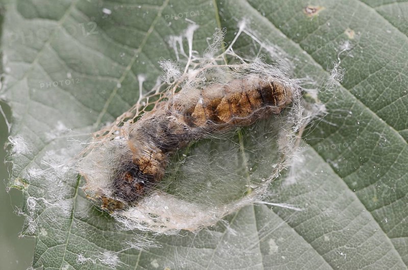 Rose owl (Thyatira batis), caterpillar pupating, North Rhine-Westphalia, Germany