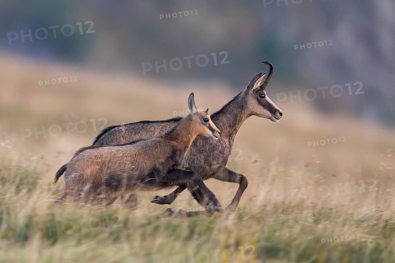 Chamois (Rupicapra rupicapra) mother with her youngster on a meadow in the Vosges Mountains, wildlife, France