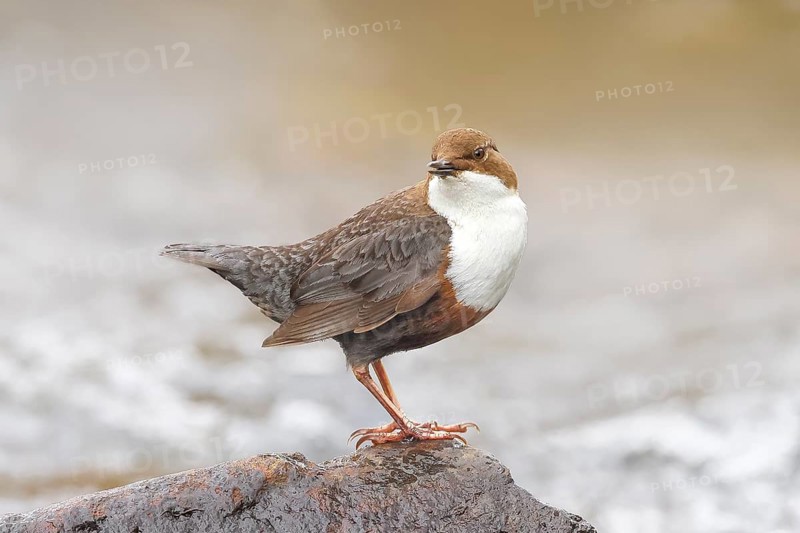 White-throated Dipper (Cinclus cinclus) on a mossy stone on the bank of a river, with caddis fly larvae in its beak, wildlife, nature photography, songbird, Siegerland, North Rhine-Westphalia, Germany