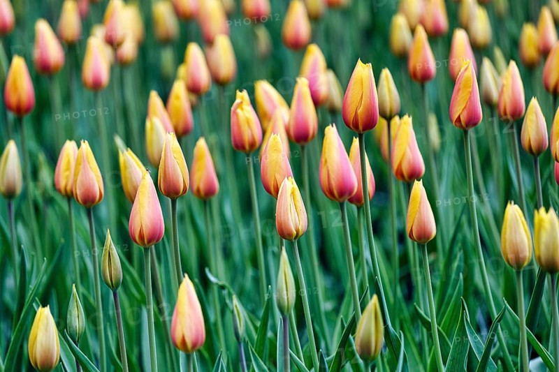 Tulipa polychroma (Tulipa), colourful tulip bed, Keukenhof gardens, Lisse, Bollenstreek, South Holland, Netherlands