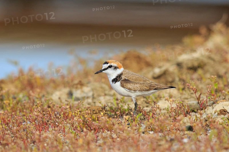 Kentish Plover (Charadrius alexandrinus) male, Greece