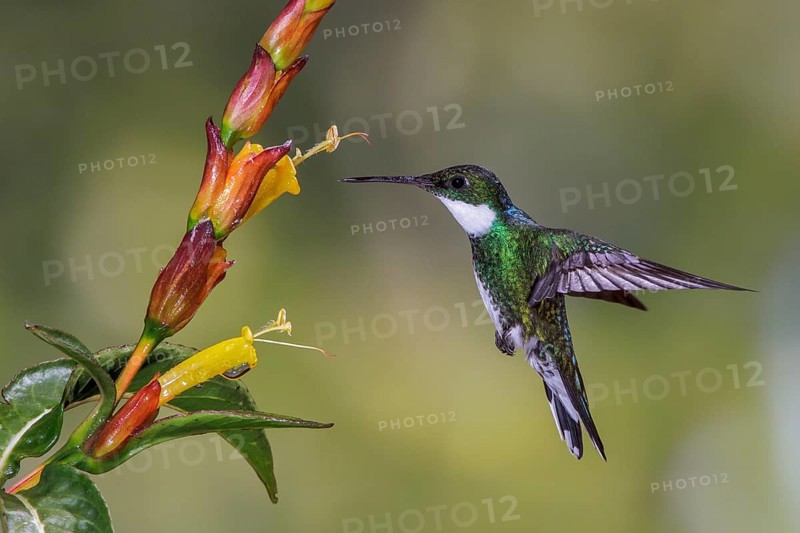 White-throated Hummingbird (Leucochloris albicollis) flying and feeding at a flower in the Atlantic rainforest of southeast Brazil