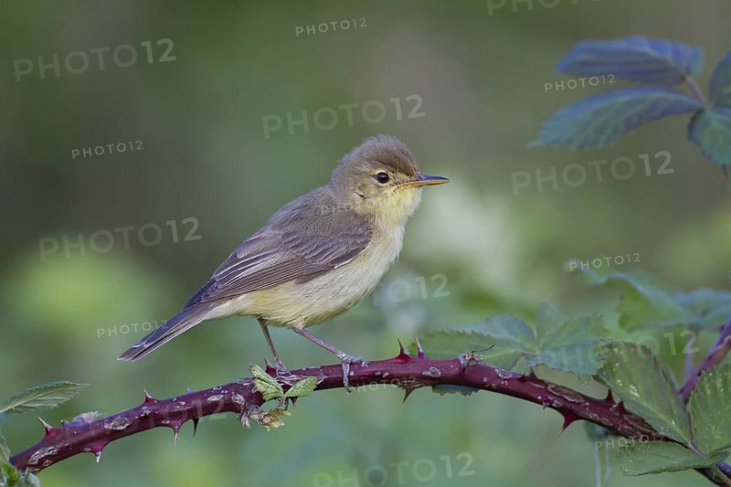 Melodious Warbler (Hippolais polyglotta) male, Rhineland-Palatinate, Germany
