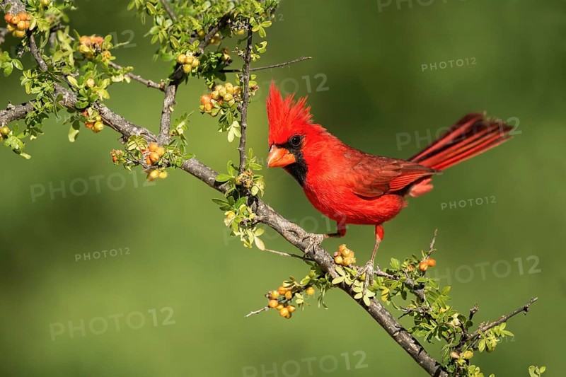 Northern Cardinal Cardinalis cardinalis Amado, Santa Cruz County, Arizona, United States 15 May Adult Male perched on Skunkbush. Cardinalidae