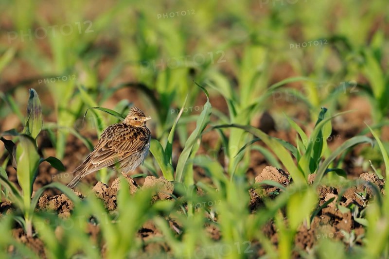 Eurasian Skylark (Alauda arvensis) on field, North Rhine-Westphalia, Germany