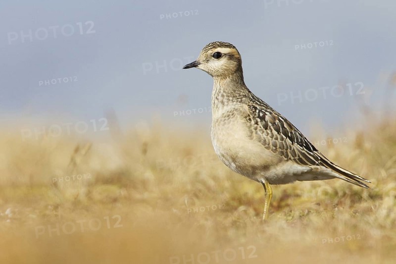 Eurasian Dotterel (Charadrius morinellus) juvenile, Grisons, Switzerland