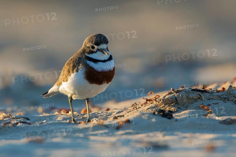 Double-banded Plover (Charadrius bicinctus) on beach, Victoria, Australia