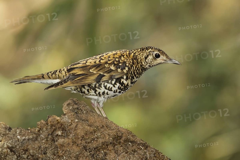 Scaly Thrush (Zoothera dauma) female, Doi Ang Khang, Thailand