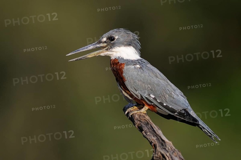 Ringed Kingfisher (Megaceryle torquata), Pantanal, Brazil