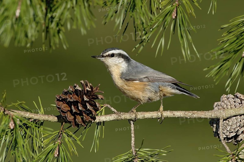 Red-breasted Nuthatch (Sitta canadensis), New Mexico, USA