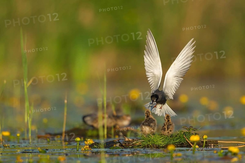 Black Tern (Chlidonias niger) feeding of juvenile, Netherlands