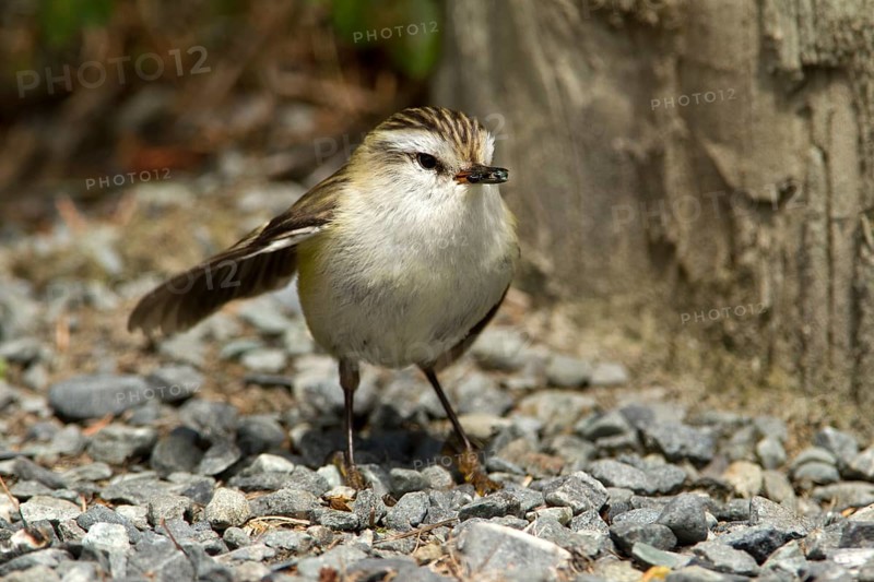 Rifleman (Acanthisitta chloris) female, New Zealand