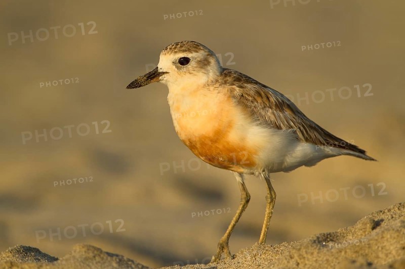 New Zealand Plover (Charadrius obscurus), Northland, North Island, New Zealand