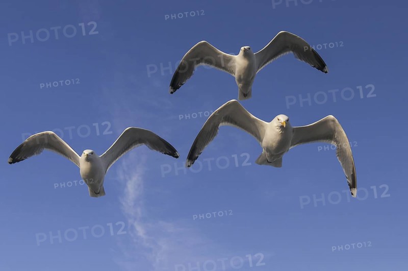 European Herring Gull (Larus argentatus) flying, Nord-Trondelag, Norway