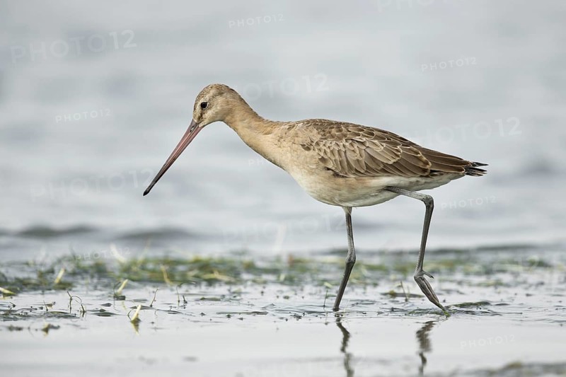 Black-tailed Godwit (Limosa limosa melanuroides) juvenile foraging at shoreline, Dornod-Aimag, Mongolia