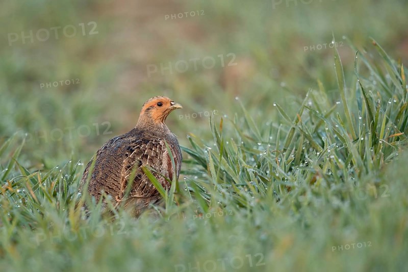 Grey Partridge (Perdix perdix) perched in field, North Rhine-Westphalia, Germany