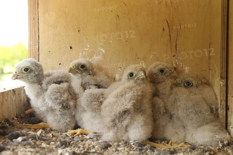 Common Kestrel (Falco tinnunculus) chick, Lower Saxony, Germany