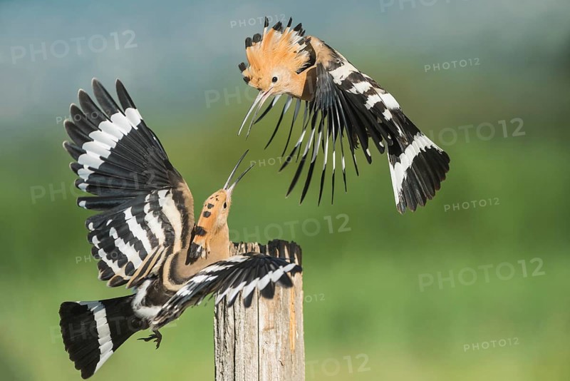 Eurasian Hoopoe (Upupa epops) fighting for perch, Aosta Valley, Italy