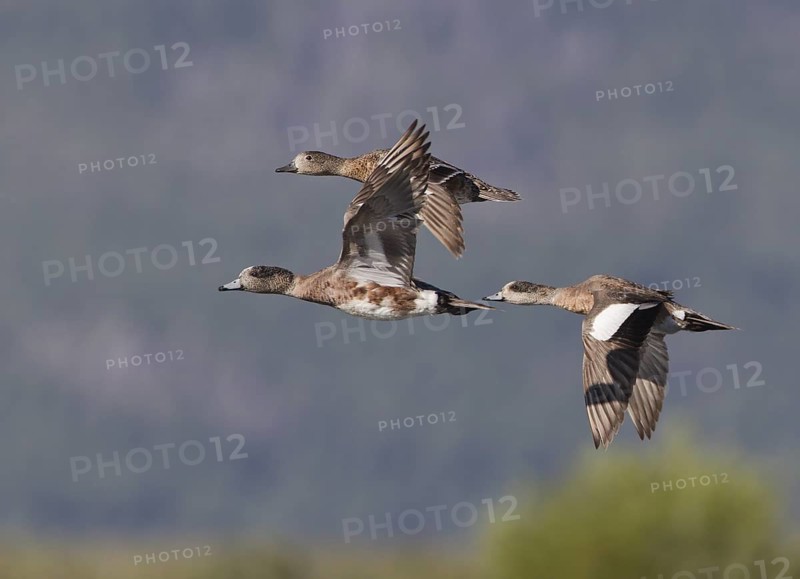 American Wigeon (Mareca americana) male flying, Montana, USA