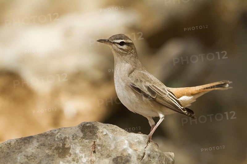 Rufous-tailed Scrub Robin (Cercotrichas galactotes syriaca), Oman