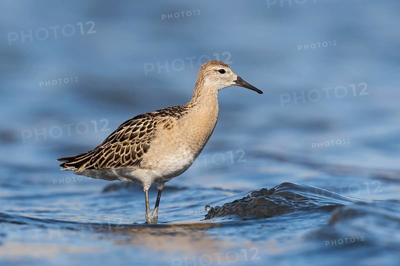 Ruff (Calidris pugnax), Eilat, Israel
