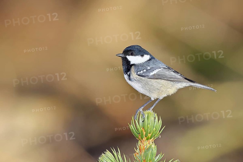 Fir tit (Parus ater), sitting on the top of a young spruce, European spruce (Picea abies), Wilnsdorf, North Rhine-Westphalia, Germany