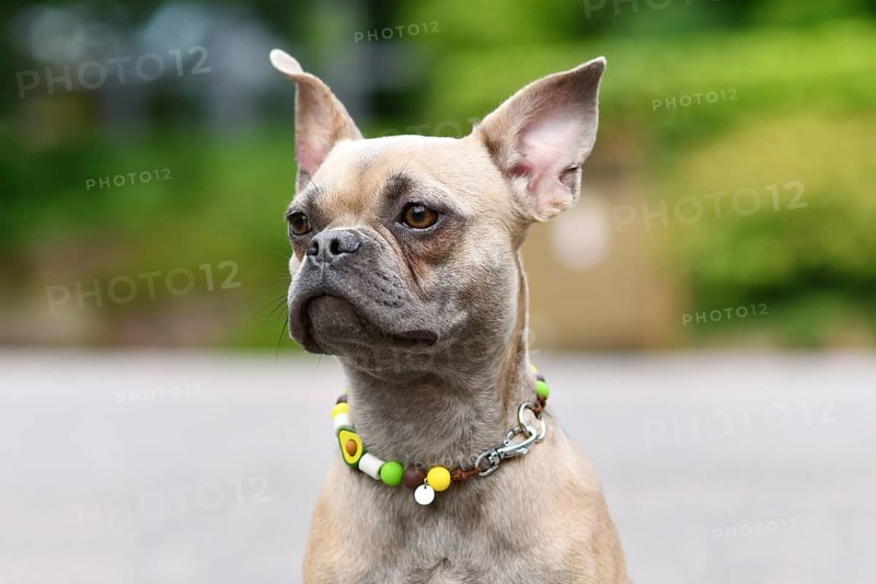Portrait of French Bulldog with long healthy nose wearing EM ceramics anti-thick necklace