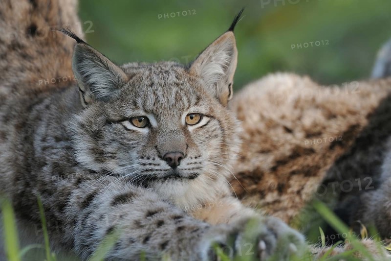Stretching and stretching... Eurasian lynx (Lynx lynx) lolling around after midday rest, detailed close-up emphasising the beautiful lynx eyes, detailed close-up, captive, native nature, Germany, Western Europe