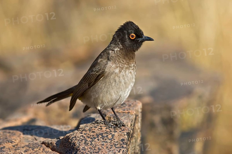 African Red-eyed Bulbul (Pycnonotus nigricans) perched on a rock, Etosha, Namibia