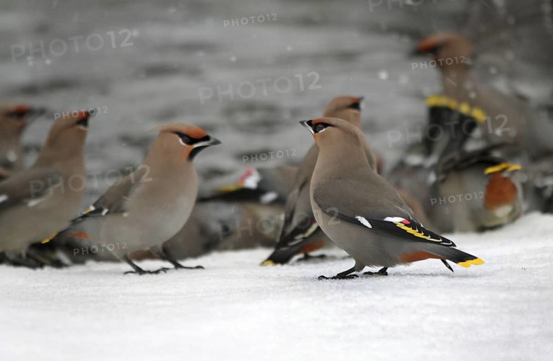 Bohemian Waxwing (Bombycilla garrulus) bathing, Saskatchewan, Canada