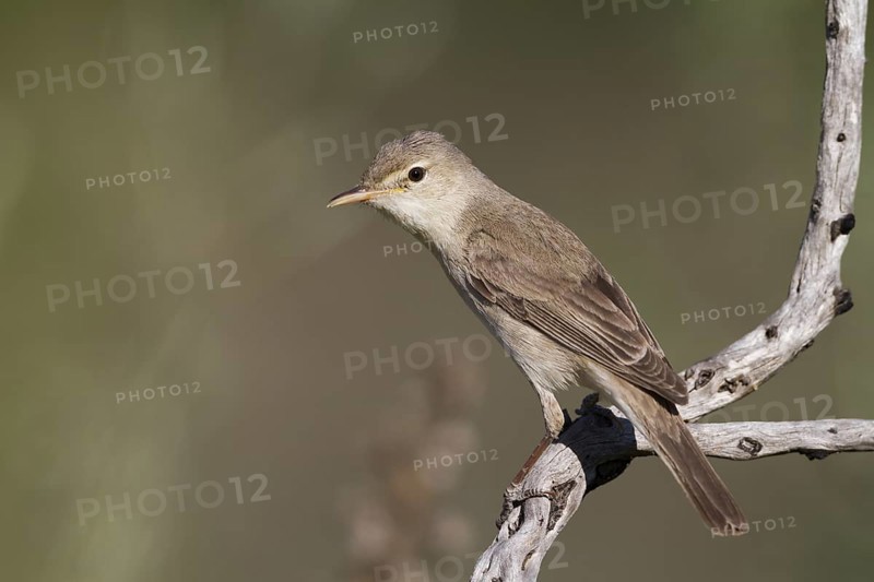 Eastern Olivaceous Warbler (Iduna pallida), Cyprus