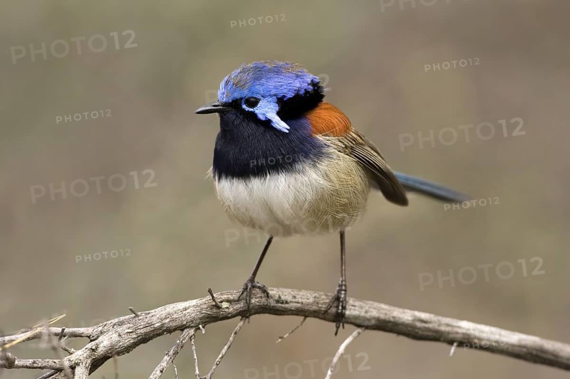 Blue-breasted Fairywren (Malurus pulcherrimus) male, Western Australia, Australia