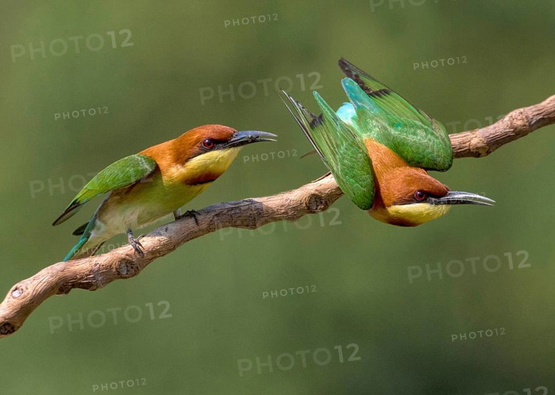 Chestnut-headed Bee-eater (Merops leschenaulti), Penang, Malaysia