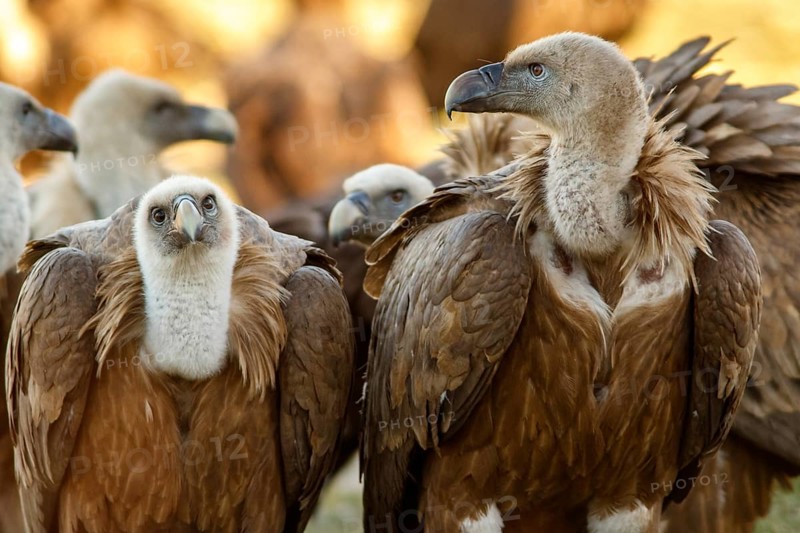 Griffon Vulture (Gyps fulvus) group on field, Castile and Leon, Spain