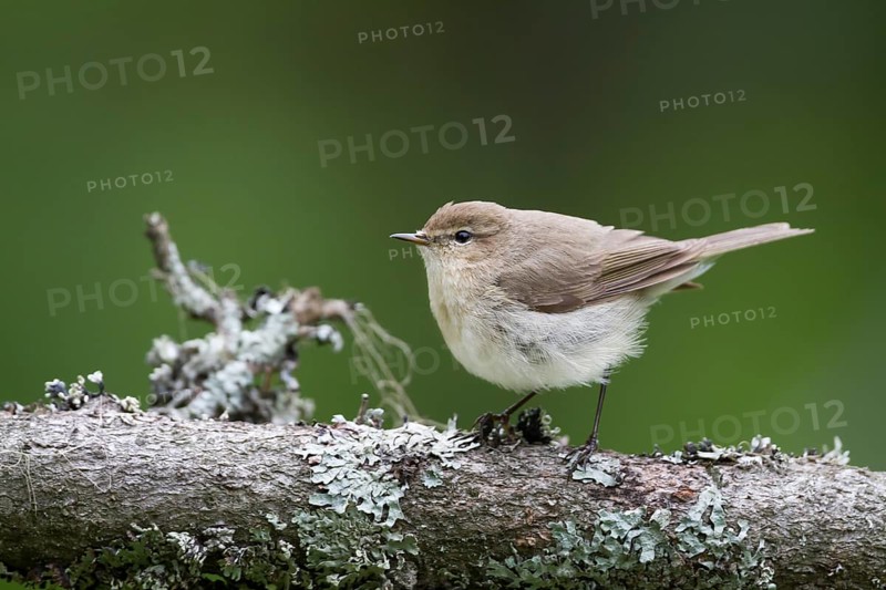 Siberian Chiffchaff - Taigazilpzalp - Phylloscopus tristis, Kazakhstan