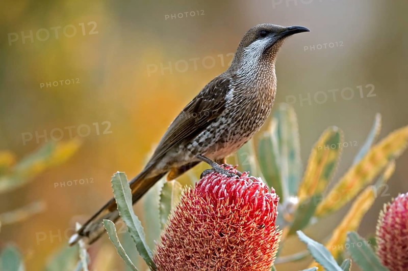 Western Wattlebird (Anthochaera lunulata), Western Australia, Australia